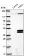 Transmembrane Protein Adipocyte Associated 1 antibody, NBP2-13470, Novus Biologicals, Western Blot image 