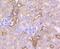 Caspase 6 antibody, NBP2-67567, Novus Biologicals, Immunohistochemistry paraffin image 