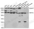 Inosine Monophosphate Dehydrogenase 2 antibody, A5350, ABclonal Technology, Western Blot image 