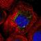 Ankyrin Repeat Domain 34C antibody, HPA045329, Atlas Antibodies, Immunofluorescence image 