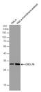 C-X-C Motif Chemokine Ligand 16 antibody, MA5-27845, Invitrogen Antibodies, Western Blot image 