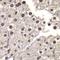 Natural Cytotoxicity Triggering Receptor 1 antibody, orb247242, Biorbyt, Immunohistochemistry paraffin image 