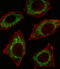 Aldehyde dehydrogenase, mitochondrial antibody, 57-649, ProSci, Immunofluorescence image 