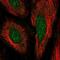 Interferon Related Developmental Regulator 2 antibody, NBP2-57153, Novus Biologicals, Immunofluorescence image 