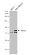 Acyl-CoA Synthetase Long Chain Family Member 4 antibody, NBP2-16401, Novus Biologicals, Western Blot image 