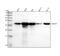 Galectin 3 antibody, M00621-4, Boster Biological Technology, Western Blot image 