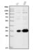 Homeobox C13 antibody, A08167-1, Boster Biological Technology, Western Blot image 