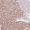 Transmembrane Protein 170B antibody, NBP2-33739, Novus Biologicals, Immunohistochemistry frozen image 