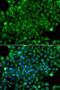 Complement Factor H Related 3 antibody, LS-B14352, Lifespan Biosciences, Immunofluorescence image 