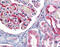 Reticulon 3 antibody, 51-381, ProSci, Immunohistochemistry frozen image 
