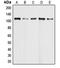 Death Domain Associated Protein antibody, orb213839, Biorbyt, Western Blot image 