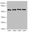 N-Myristoyltransferase 2 antibody, LS-C676170, Lifespan Biosciences, Western Blot image 