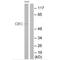 Chromodomain Y-Linked 1B antibody, A14115, Boster Biological Technology, Western Blot image 