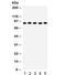 Signal Transducer And Activator Of Transcription 5B antibody, R32128, NSJ Bioreagents, Western Blot image 