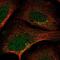 Src-like-adapter 2 antibody, NBP2-55334, Novus Biologicals, Immunofluorescence image 