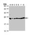 Glyoxalase I antibody, LS-B10822, Lifespan Biosciences, Western Blot image 