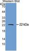 Parathyroid Hormone Like Hormone antibody, LS-C300639, Lifespan Biosciences, Western Blot image 