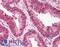 Transmembrane P24 Trafficking Protein 10 antibody, LS-B603, Lifespan Biosciences, Immunohistochemistry frozen image 