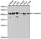 Heterogeneous Nuclear Ribonucleoprotein D antibody, GTX55526, GeneTex, Western Blot image 