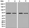 Succinate Dehydrogenase Complex Flavoprotein Subunit A antibody, ab137040, Abcam, Western Blot image 