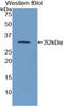 NECL-5 antibody, LS-C295989, Lifespan Biosciences, Western Blot image 