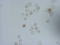 Iododeoxyuridine antibody, LS-C340572, Lifespan Biosciences, Immunocytochemistry image 