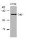 GRB2 Associated Binding Protein 1 antibody, 79-606, ProSci, Western Blot image 