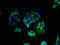 Potassium Two Pore Domain Channel Subfamily K Member 13 antibody, LS-C397255, Lifespan Biosciences, Immunofluorescence image 