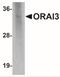 Protein orai-3 antibody, NBP2-41326, Novus Biologicals, Western Blot image 