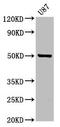 Protein O-Fucosyltransferase 2 antibody, CSB-PA837737LA01HU, Cusabio, Western Blot image 