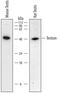 Serine Protease 21 antibody, AF6820, R&D Systems, Western Blot image 