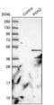 Paraoxonase 2 antibody, NBP1-86365, Novus Biologicals, Western Blot image 