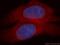 MYC Binding Protein antibody, 12022-1-AP, Proteintech Group, Immunofluorescence image 