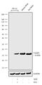 Vesicle Associated Membrane Protein 1 antibody, 702787, Invitrogen Antibodies, Western Blot image 