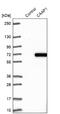 Caspase Activity And Apoptosis Inhibitor 1 antibody, NBP1-94019, Novus Biologicals, Western Blot image 
