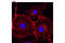 Beta-Actin antibody, 9470S, Cell Signaling Technology, Immunofluorescence image 