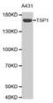 Thrombospondin 1 antibody, MBS127780, MyBioSource, Western Blot image 