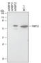 FKBP51 antibody, MAB4095, R&D Systems, Western Blot image 