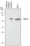 Peptidyl-prolyl cis-trans isomerase FKBP4 antibody, MAB4095, R&D Systems, Western Blot image 