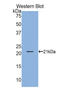 Gastrokine 2 antibody, LS-C297825, Lifespan Biosciences, Western Blot image 