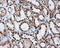 RalA Binding Protein 1 antibody, LS-C115008, Lifespan Biosciences, Immunohistochemistry frozen image 