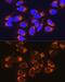 Reticulocalbin 1 antibody, GTX64662, GeneTex, Immunocytochemistry image 
