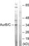 Aurora Kinase B antibody, abx012838, Abbexa, Western Blot image 