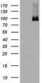 Nibrin antibody, LS-C175574, Lifespan Biosciences, Western Blot image 