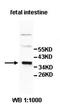 Intelectin 1 antibody, orb78050, Biorbyt, Western Blot image 