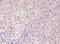 FES Proto-Oncogene, Tyrosine Kinase antibody, MBS1492622, MyBioSource, Immunohistochemistry paraffin image 