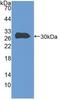 Talin 1 antibody, LS-C314450, Lifespan Biosciences, Western Blot image 