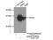 Quinoid Dihydropteridine Reductase antibody, 14908-1-AP, Proteintech Group, Immunoprecipitation image 