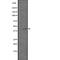 G Protein-Coupled Receptor 21 antibody, abx147345, Abbexa, Western Blot image 