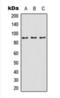 Sp1 Transcription Factor antibody, orb393168, Biorbyt, Western Blot image 